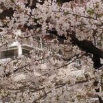 臥竜公園【春】