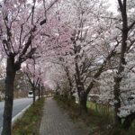 臥竜公園周辺の桜