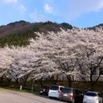 須坂温泉前の桜