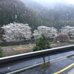 満開の桜に雪