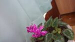 WIN_20210302_09_26_28_Pro.jpg