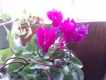 WIN_20210302_09_43_57_Pro.jpg