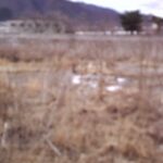 いろいろ隠れた川の流れ