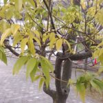 葉っぱ